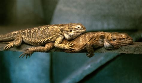 fotos gratis naturaleza fauna silvestre amor reptil lagartija de