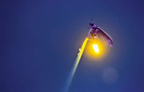 stalking  wild firefly  interview  photographer radim schreiber iowa source