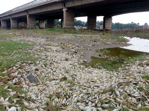 wfd  incidents  mass fish death  india sandrp