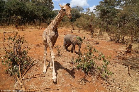 it will melt your heart rescued giraffe kiko has formed a friendship