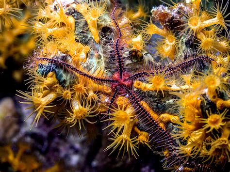 delicate world  brittle stars aquaviews