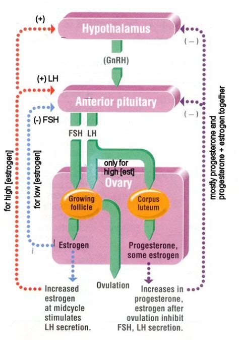 gallant s biology stuff