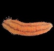 Afbeeldingsresultaten voor "havelockia Versicolor". Grootte: 111 x 106. Bron: singapore.biodiversity.online