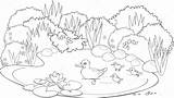 Stagno Colorir Patos Lagoa Pato Coloritura Ecosistema Vetorial sketch template