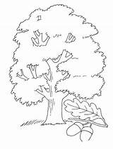 Oak Coloring Pages Print Color Kids sketch template