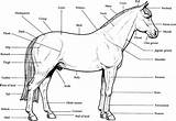 Horse Anatomy Coloring Printable Pages Horses Kids Print Labeled Stall Diagram Color Parts Animal Book Puzzles Study Chart Unit Sheets sketch template