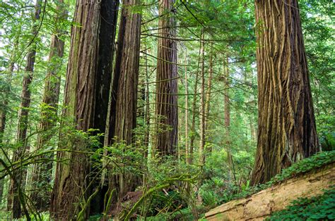 places   california redwoods  close