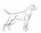 Weimaraner Silhouette Hound Hundes Vektor Skizze Profilo Ritratto Contorno sketch template