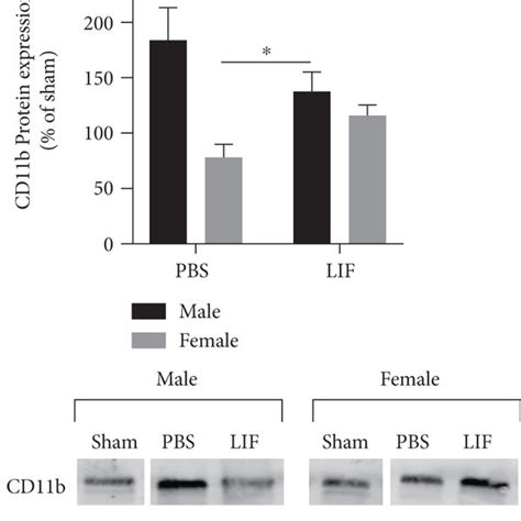 Sex And Treatment Affect Splenic Lifr And Cd11b Expression A Lifr