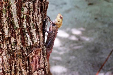 tree lizard animal  image