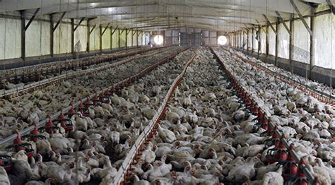 uk shocked  find   duplicated  factory farms