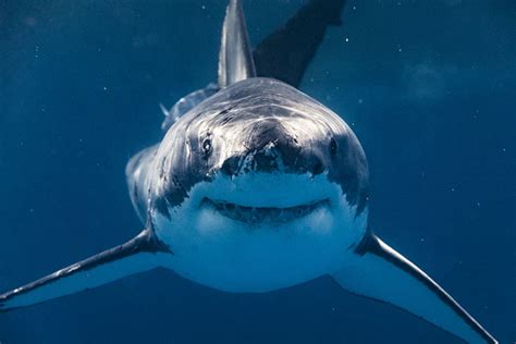 fascinating shark facts noaa fisheries