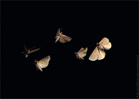 moths  flight bats  flight draco  flight   creative