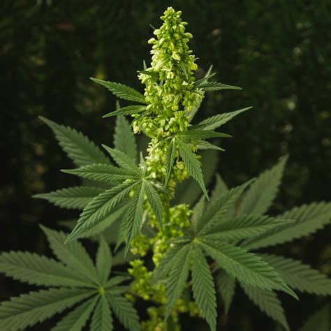 equatorial cannabis varieties sensi seeds