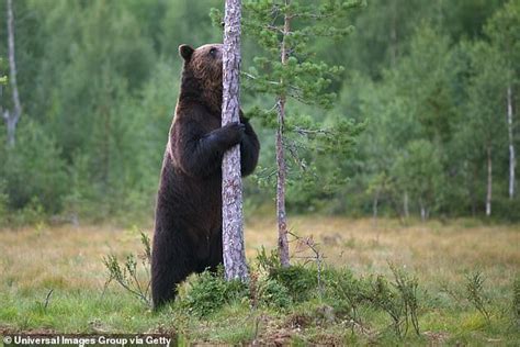 Brown Bears That Dance And Rub Against More Trees Are More Successful