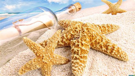 starfish wallpaper sundown natural photo