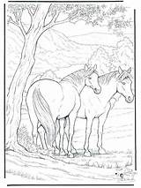 Coloring Pages Horse Animal Hard Colorings Pretty Adult Complex Mare Appaloosa Horses Colouring American Getcolorings Printable Indian Foal Sweden Friesian sketch template