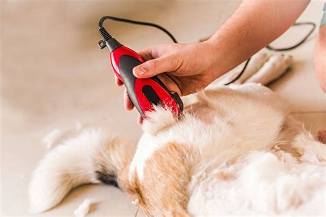 importance  pet grooming smart   share  feel