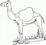 Camel Coloring Kids Pages Printable sketch template