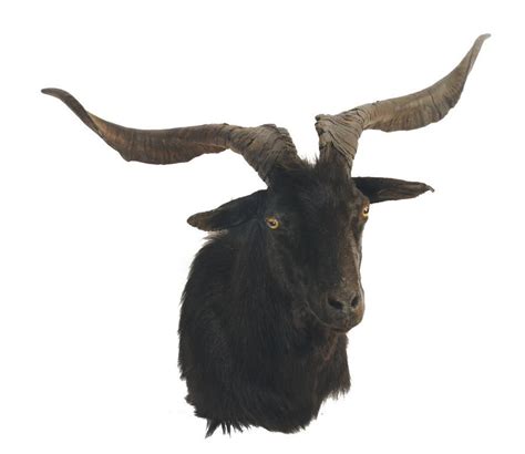 black feral goat shoulder mount  spiralling horns natural history industry science