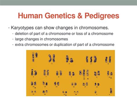 Ppt Apbio Chpt 14c “genetics And Pedigrees” Supplement Powerpoint