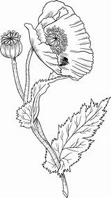 Poppies Opium sketch template