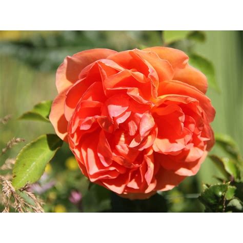 rosa pat austin ausmum rose anglaise david austin aux fleurs doubles orange cuivre doux tres
