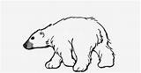 Coloring Polar Bear Pages Arctic Animals sketch template