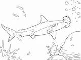 Hammerhead Shark Coloring Pages Kids Getcolorings Printable Color Print sketch template
