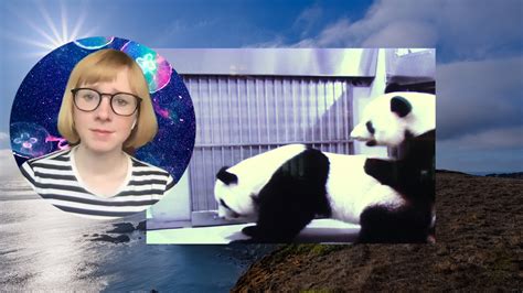 i watched these pandas have sex i ve never been so happy the new