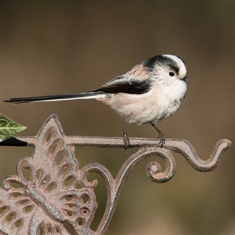 long tailed tit gardenbird