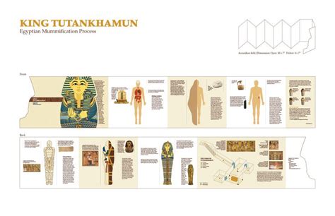 file   mummification process ancient egypt tutankhamun