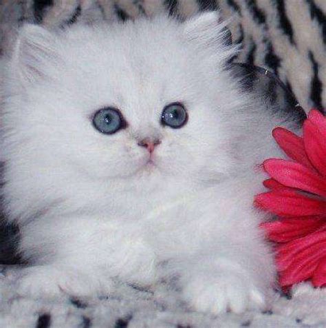 adorable teacup persian kittens  rehoming  sale adoption  melaka melaka city  adpost