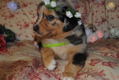 shamrock rose aussies ﻿﻿﻿ welcome to shamrock rose