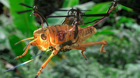 insect spy drone  sale drone hd wallpaper regimageorg