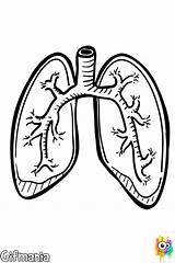 Pulmones Organos Respiratorio Sistema Humanos Aparato Lungs sketch template