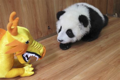 charleston dance baby panda funny statuses funny status