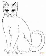 Kot Kolorowanki Katze Kolorowanka Koty Dostojny Druku Zum Dzieci Katzen sketch template