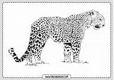 Leopardo Pintar Leopardos sketch template