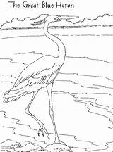 Heron Blue Great Coloring Pages Anhinga Animals Printable Template Animalstown Funpages Parks Designlooter Birds Choose Board Nature sketch template