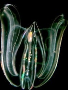 Image result for "mnemiopsis Maccradyi". Size: 139 x 185. Source: webhome.auburn.edu