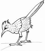 Runner Road Coloring Roadrunner Bird Pages Coloringpagesfortoddlers Drawing sketch template
