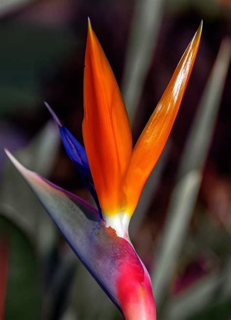 Bird Of Paradise Wallpaper 60 Images