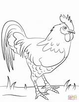 Coloring Rooster Pages Chicken Drawing Kids Fight Fighting 색칠하기 Printable Getdrawings Getcolorings Template Categories sketch template