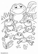 Frogs Frog Coloring Cycle Life Pages Family 2480 Pixels sketch template