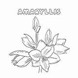 Coloring Pages Flowers Amaryllis Flower Color Printable Toddler sketch template