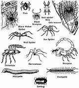 Leaf Litter Coloring Figure Arthropods Attacking Sandworms Kingdom Lab Arachnids Insects Insect Non Inyo Range Natural History Common Organisms Sample sketch template