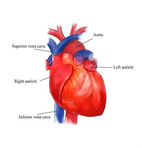 external structure  heart anatomy diagram medicinebtgcom