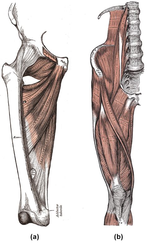 Muscles Of The Lower Limb Boundless Anatomy And Physiology