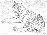 Tiger Jungle Siberian Coloring Pages Laying Down Realistic Animals Unique sketch template